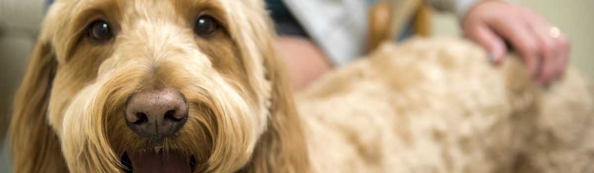 Medical Veterinary Services