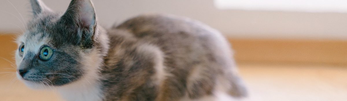 About Our Veterinary Team in Charleston, South Carolina